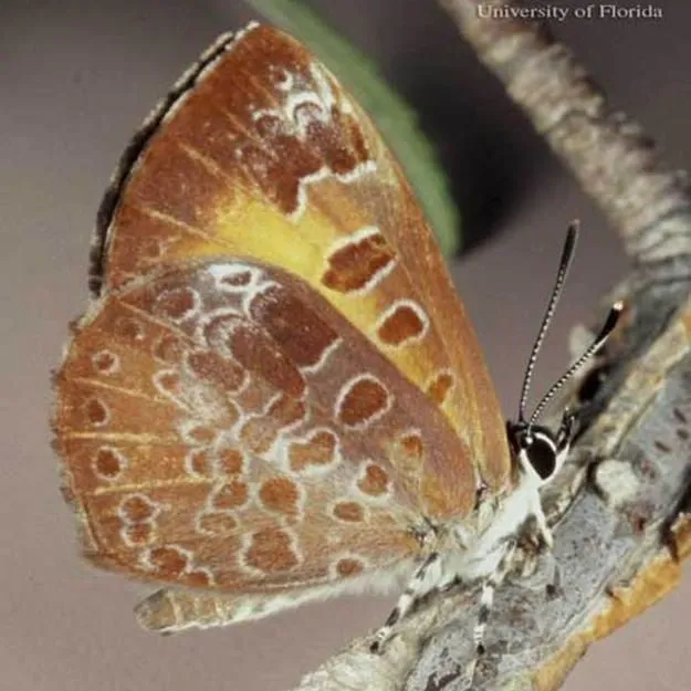 thumbnail for publication: Harvester Butterfly, Feniseca tarquinius (Fabricius) (Insecta: Lepidoptera: Lycaenidae: Melitinae)